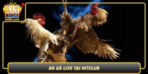 Da Ga Live Tai Hitclub San Choi Uy Tin Cho Nguoi Yeu Ga